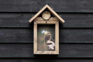Vogelvoederhuisje Pimpelmees